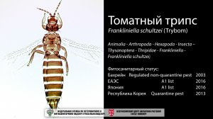 Томатный трипс  (Frankliniella schultzei (Trybom))