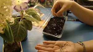 ?Посев Бархатцев с кипятком! Всхожесть 100% ! Нашумевший метод ! ?