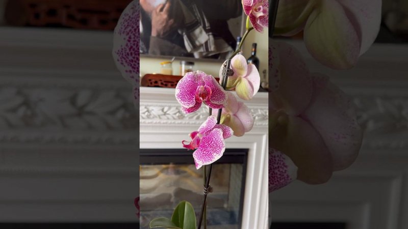 #орхидеи #орхидеидома #phalaenopsis #orchid #фаленопсисы #орхідеї #орхідея #пандора