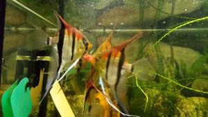 Скалярии Манакапуру мотылём балуются