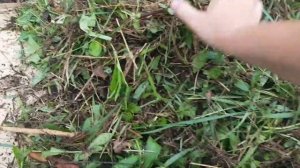 Выращивание картошки без земли/ 3 в 1- картошка, чистый участок без сорняков и перегной/