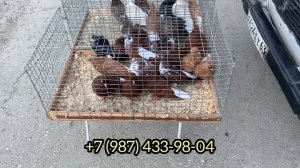 Ярмарка голубей в Самаре. 2023 июль