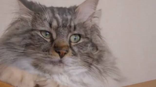 кот Федот смотреть онлайн