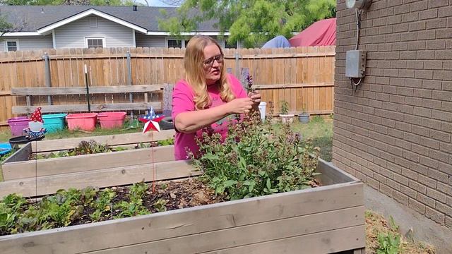 How to Harvest Sage Seeds #garden #seed #harvestingseeds смотреть онлайн