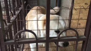 Дрессировка алабая и Овчарки.Выход из вольера.С Вами Севостьянова Наталья кинолог