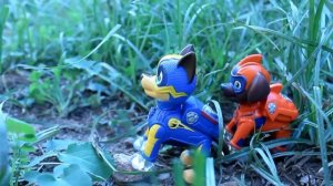 MIGHTY PUPS les EXPLOTA un METEORITO! Patrulla canina Patrulla cachorros NEW PAW PATROL SUPER PUPS