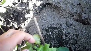 Сорт винограда Белое Чудо.