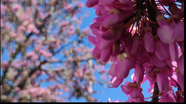Цветение дерева любви (Cercis siliquastrum L.). 26 марта (2023). Испания