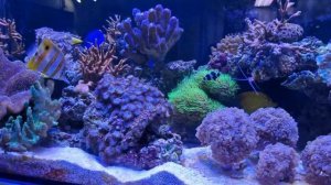 Эуфиллии фиолетовые молоточковые