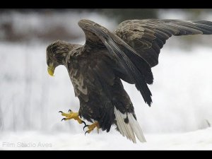 Орлан-белохвост (Haliaeetus albicilla) на севере Беларуси.