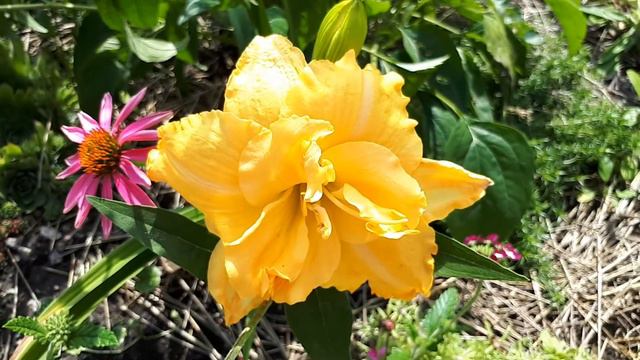 Лилейник In Dept смотреть онлайн