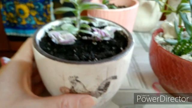 Цветочные новости, садики из суккулентов, новый фикус смотреть онлайн