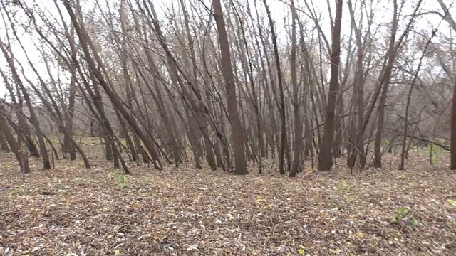 Природа, осенние деревья в лесу, лес Переквас, осень 2020 год смотреть онлайн