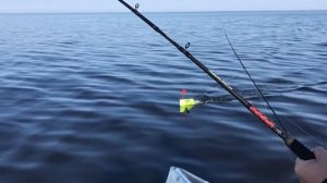 Троллинг судака на Ладоге