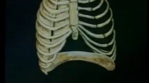 Физиология:дыхание