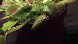 Венерина мухоловка ест муху