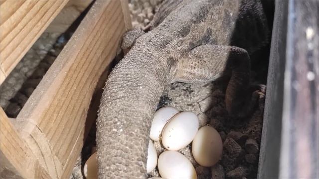 РОДЫ У БОРОДАТОЙ АГАМЫ! смотреть онлайн