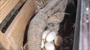 РОДЫ У БОРОДАТОЙ АГАМЫ!