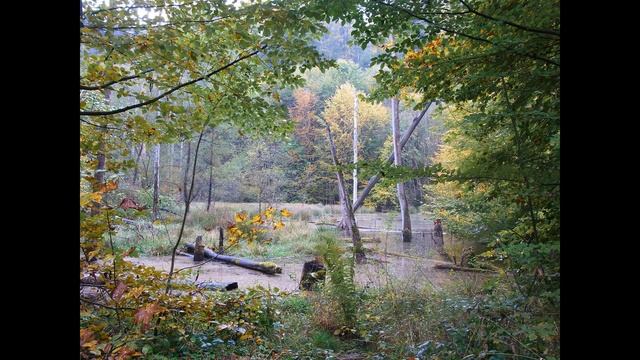 Нежный и крепкий СОН, Звуки болота для сна медитации и учебы смотреть онлайн