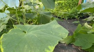 Урожайные огурцы Солон F1 компании Yuksel Tohum