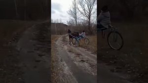 цыганская лошади город барнаул цыганские лошади 2022