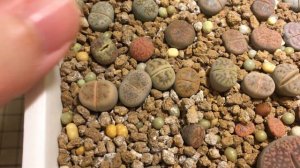 Lithops