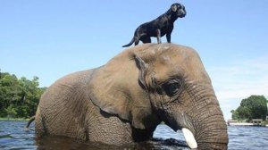 Когда животные спасают других животных