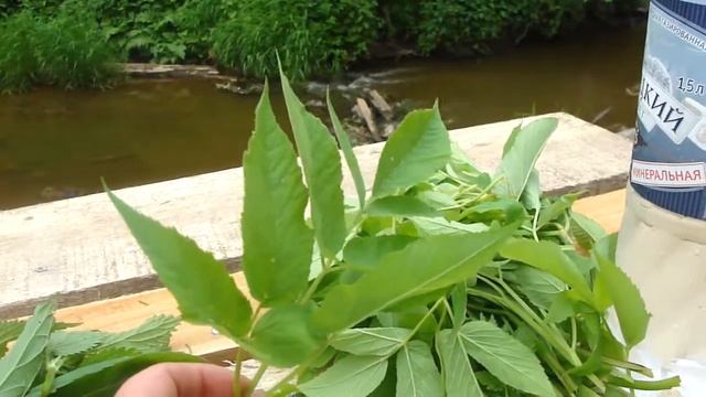 Съедобные растения в Подмосковье. смотреть онлайн