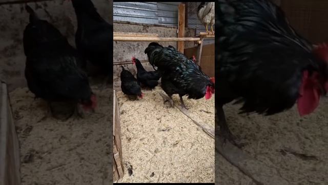 Австралорп куры смотреть онлайн