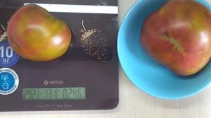 Томат ЧЁРНЫЙ АНАНАС в разрезе. Обзор куста томата.