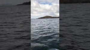 Катамаран Флагман 380К под мотором HANGKAI 9,9, бухта Рында, остров Русский.2020 год