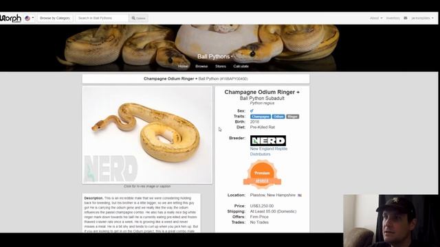 N.E.R.D. Ball Python Morph Combos | Breeder's Spotlight | Jack's Reptiles