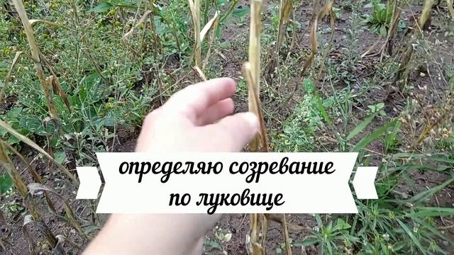 Убирать урожай чеснока можно после его созревания. Легко определить созревания можно по трем признак