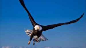 Ludovico Einaudi - Fly