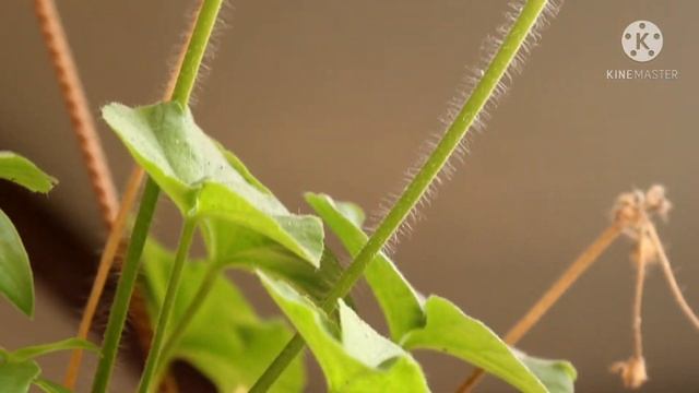 HOW TO COLLECT AND STORE GERANIUM SEEDS|| FLOWER SEEDS COLLECTION || AK GARDENING PASSION..#GERANIU смотреть онлайн