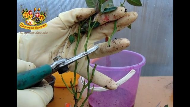 Как сохранить розу из магазина . Розы в горшке , их секреты .