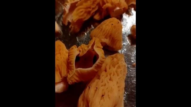 Сморчковая Шапочка. Принесли домой грибы, сварила. смотреть онлайн