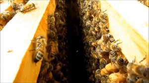 МОЛОЧНАЯ СЫВОРОТКА ДЛЯ ПЧЁЛ!