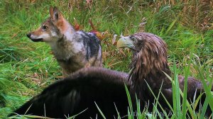 Волки против орлана-белохвоста: первая охота. Wolves vs white-tailed eagle | Film Studio Aves