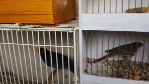 Ташкентский птичий рынок: продолжение 20.04.19