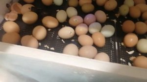 инкубатор несушка 104 результаты