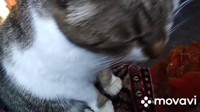 Что едят ваши кошки?