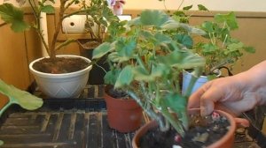 Обрезка пеларгонии в декабре.