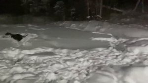 СТАФФОРДШИРСКИЙ ТЕРЬЕР-стоит ли покупать, какой характер.