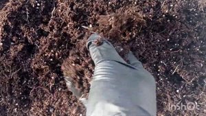 БЛЕК ДЖЕМ - перспективный сорт ежевики. Продолжение осеннего эксперимента. БЛЭК ДЖЕМ.