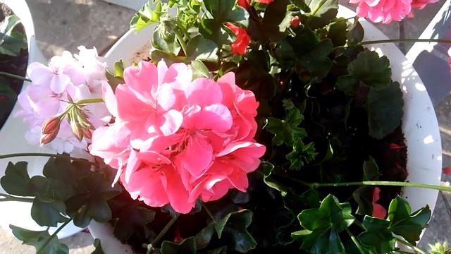 Дарю вам с нежностью цветы и частоту Энергии Любви смотреть онлайн