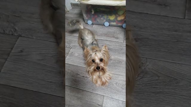 #тотошка #йоркширскийтерьер #йорк #йорки смотреть онлайн