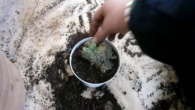 How To Propagate Cacti - Cereus Peruvianus Monstrosus