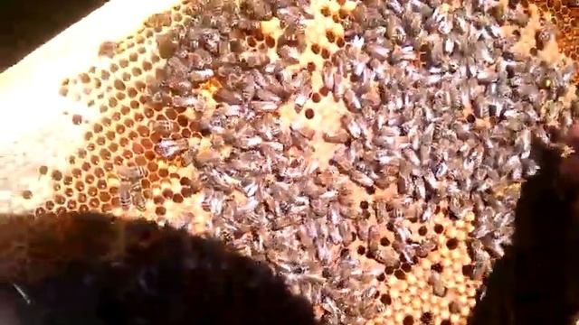 Отцовские семьи пчел Карника смотреть онлайн