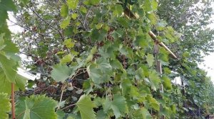 Виноград Дружба.